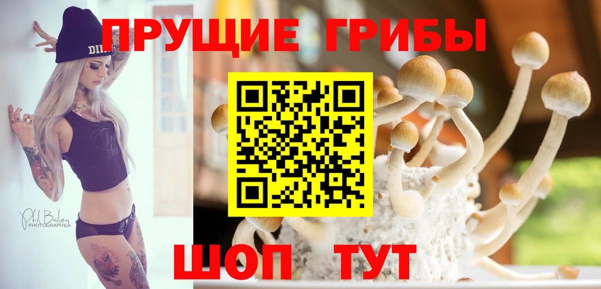 Энгельс  Галлюциногенные грибы Psilocybine cubensis  Вход с VPN 